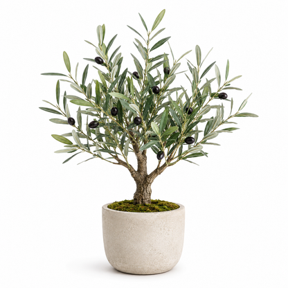 Agrsthme® Mini Potted Olive Tree for Tabletop Décor