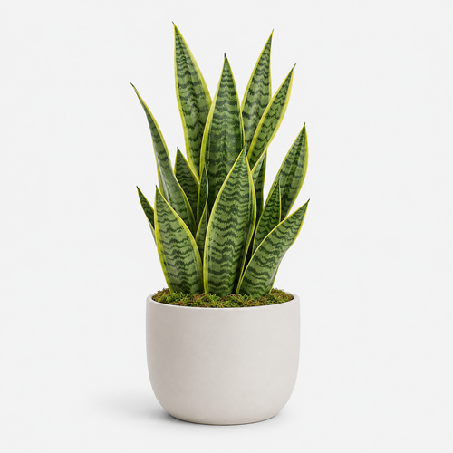 Agrsthme® Faux Snake Plant in Matte Ceramic Pot